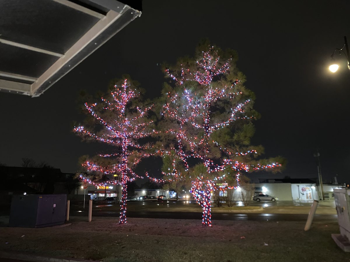 Two large pine trees wrapped trunk to branch in red and white lights