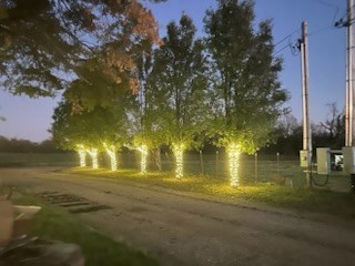 Row of trees wrapped in white lights lining a driveway